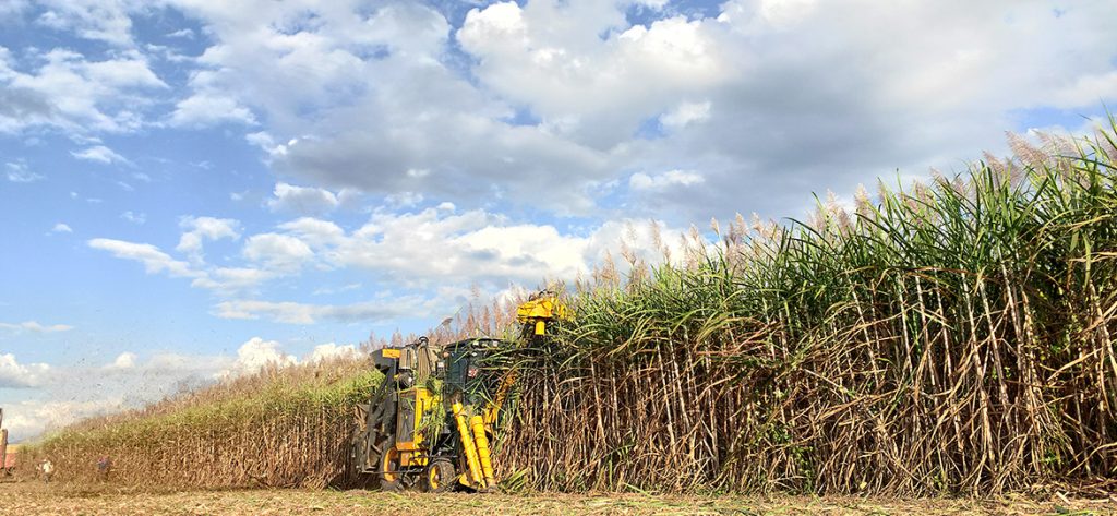 20210115-sugarcane-1-1024x473 ÒÚÍòÏÈÉúMR¡¤(Öйú¼¯ÍÅ)¹Ù·½ÍøÕ¾