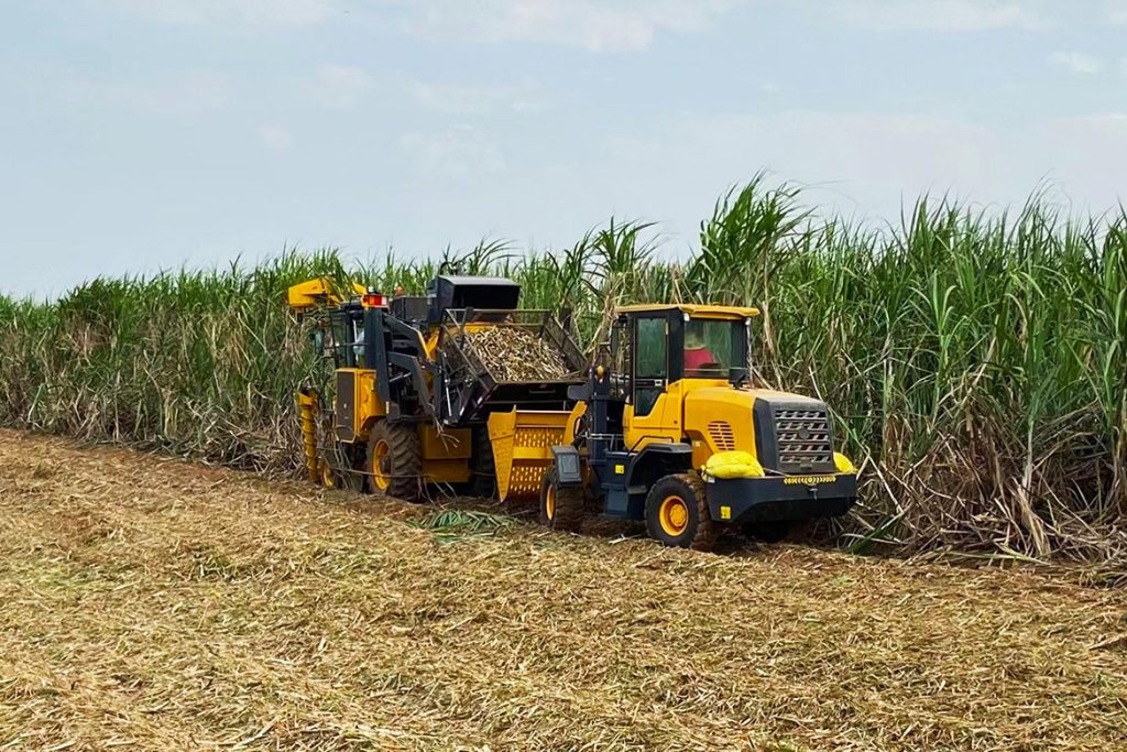 20210115-sugarcane-5-1-1024x683 ÒÚÍòÏÈÉúMR¡¤(Öйú¼¯ÍÅ)¹Ù·½ÍøÕ¾