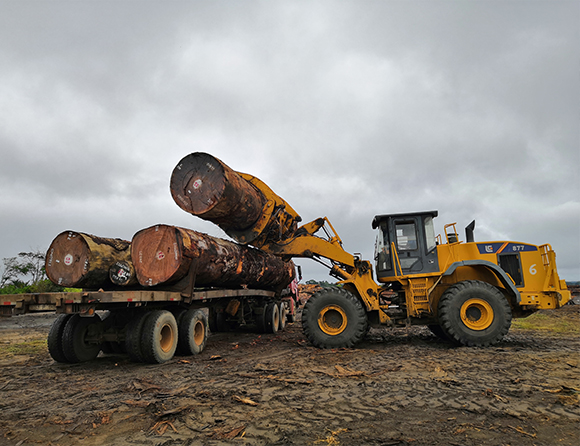 Forestry-3-1 亿万先生MR·(中国集团)官方网站